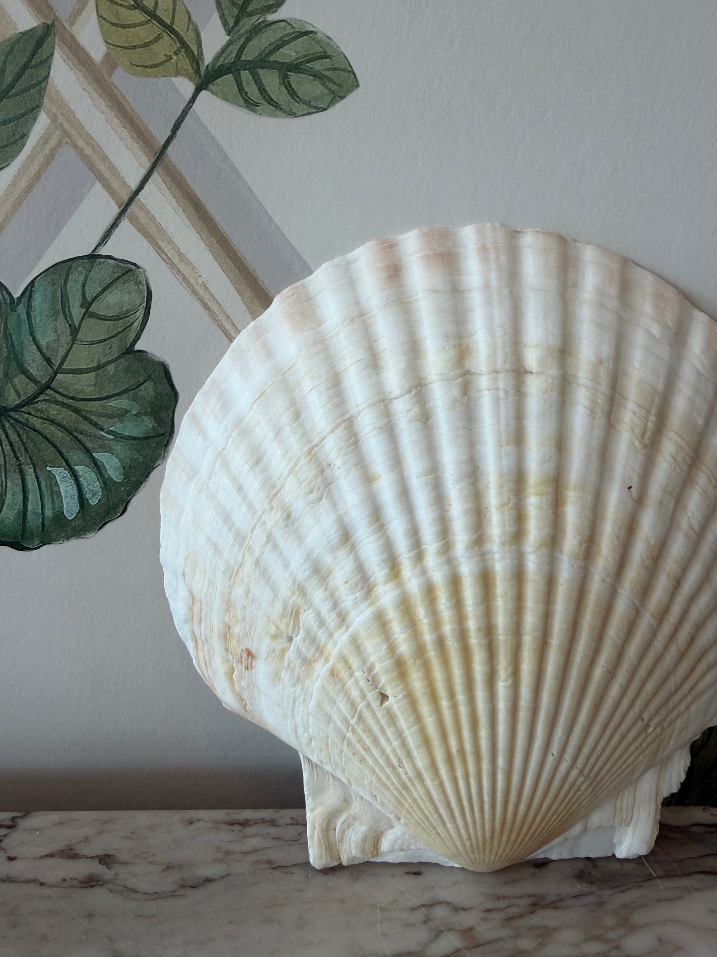 Real Shell Dish