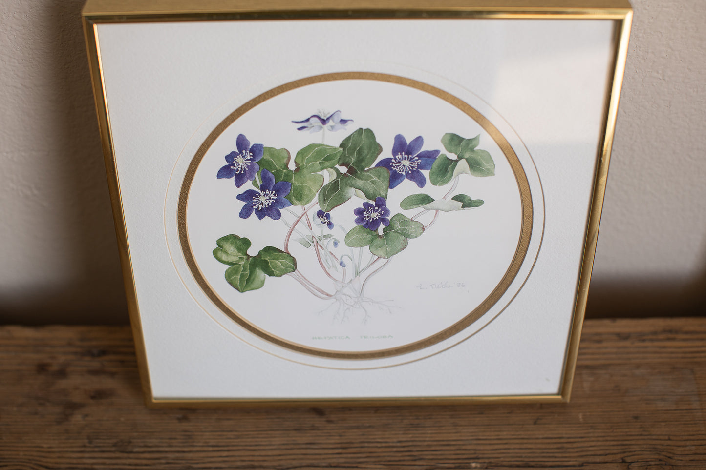 Framed Hepatica Watercolor Botanical Print