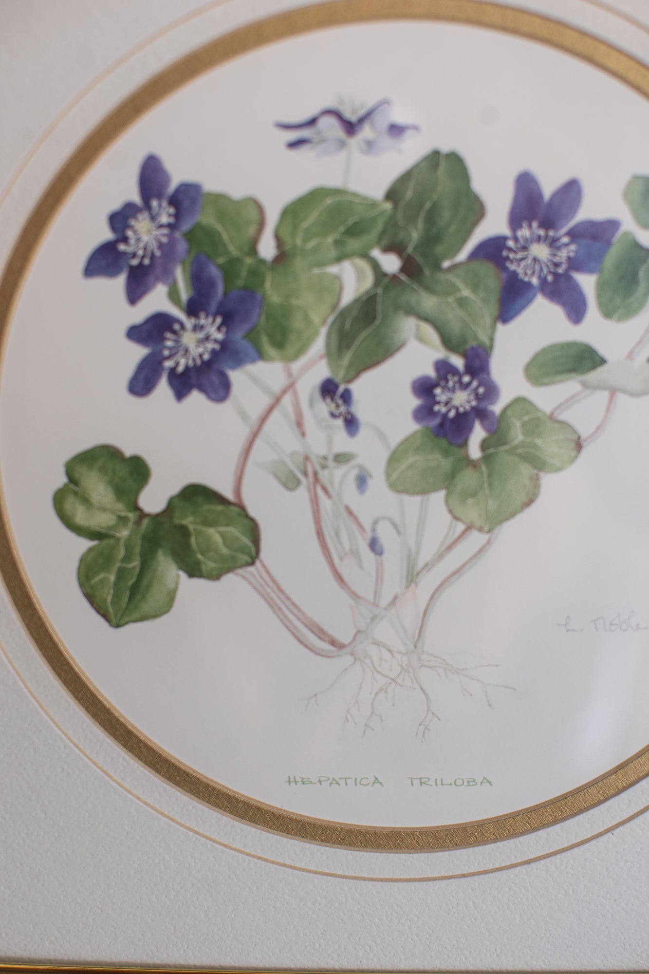 Framed Hepatica Watercolor Botanical Print
