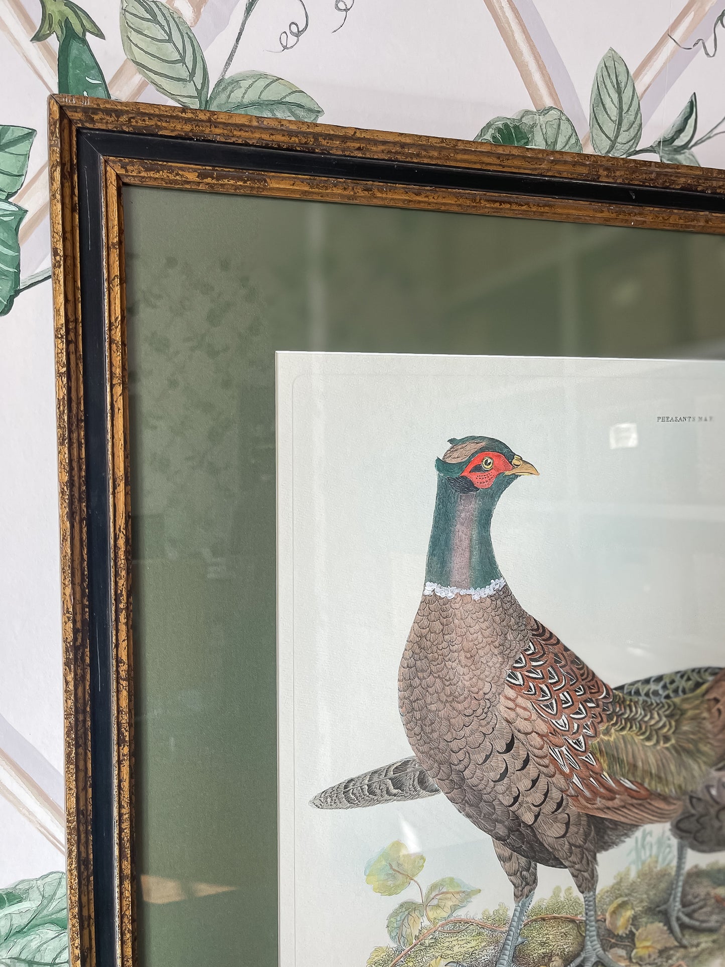 Framed Vintage Pheasant Print