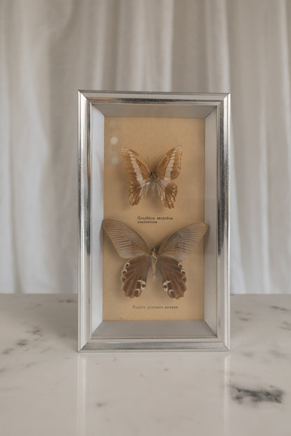 Framed Butterflies