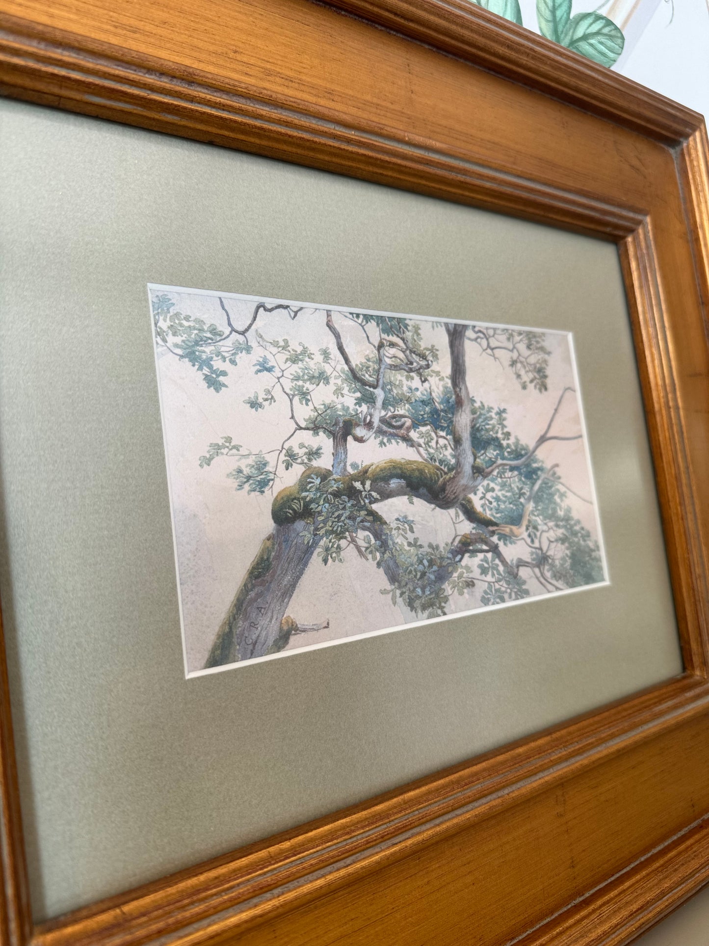 Mossy Tree Print in Custom Frame