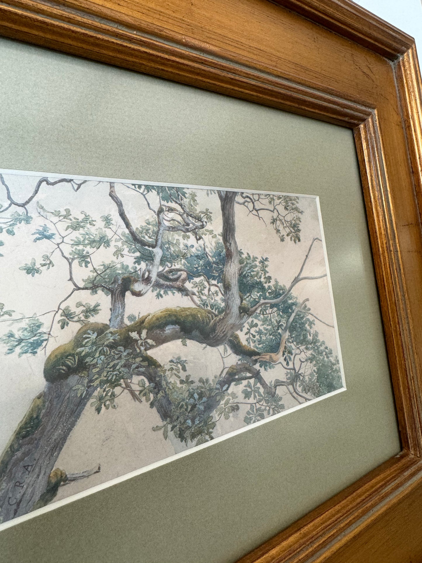 Mossy Tree Print in Custom Frame