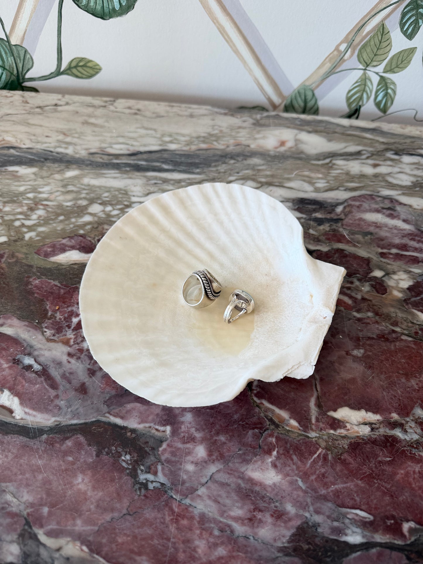 Real Shell Dish