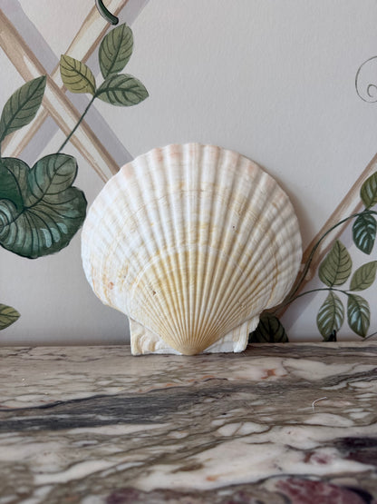 Real Shell Dish
