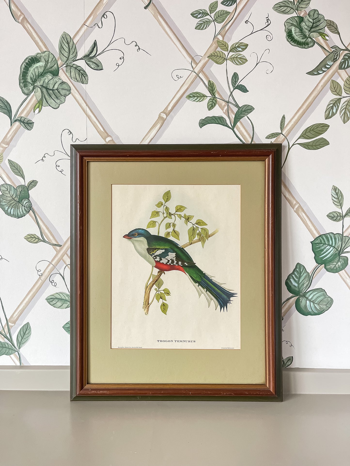 Framed Bird Illustration, Cuban Trogon