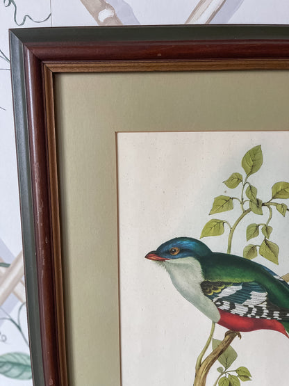 Framed Bird Illustration, Cuban Trogon