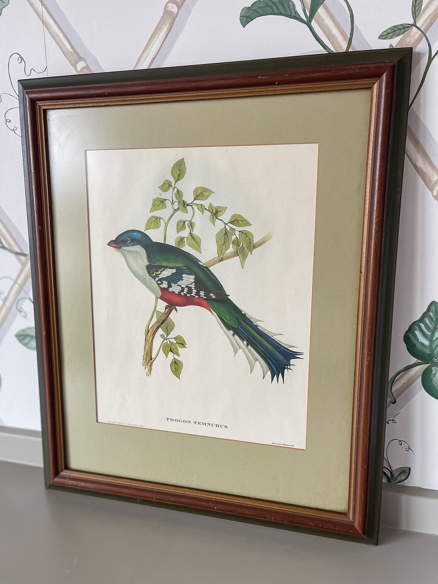 Framed Bird Illustration, Cuban Trogon