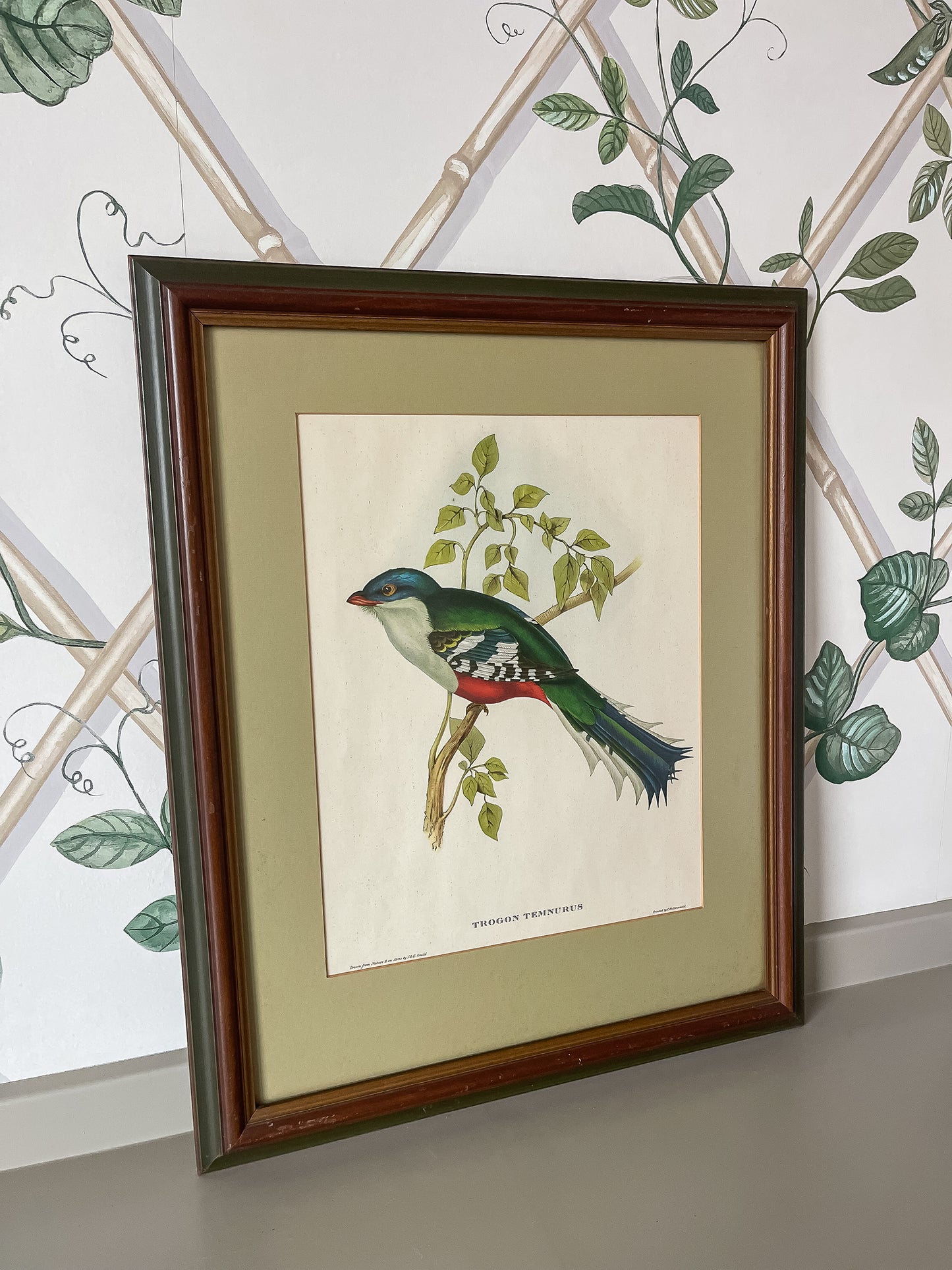 Framed Bird Illustration, Cuban Trogon