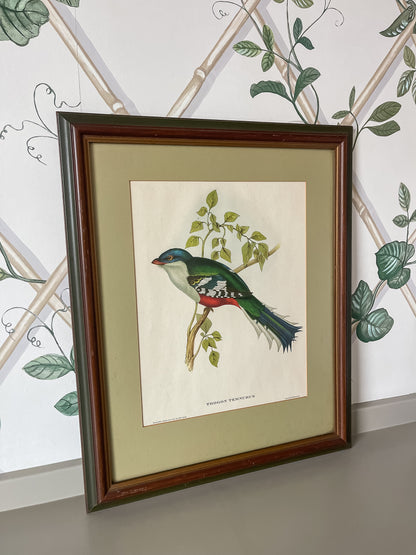 Framed Bird Illustration, Cuban Trogon