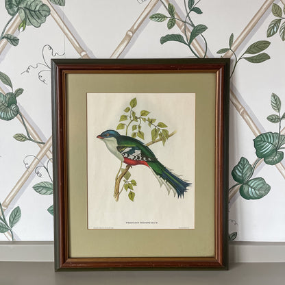 Framed Bird Illustration, Cuban Trogon