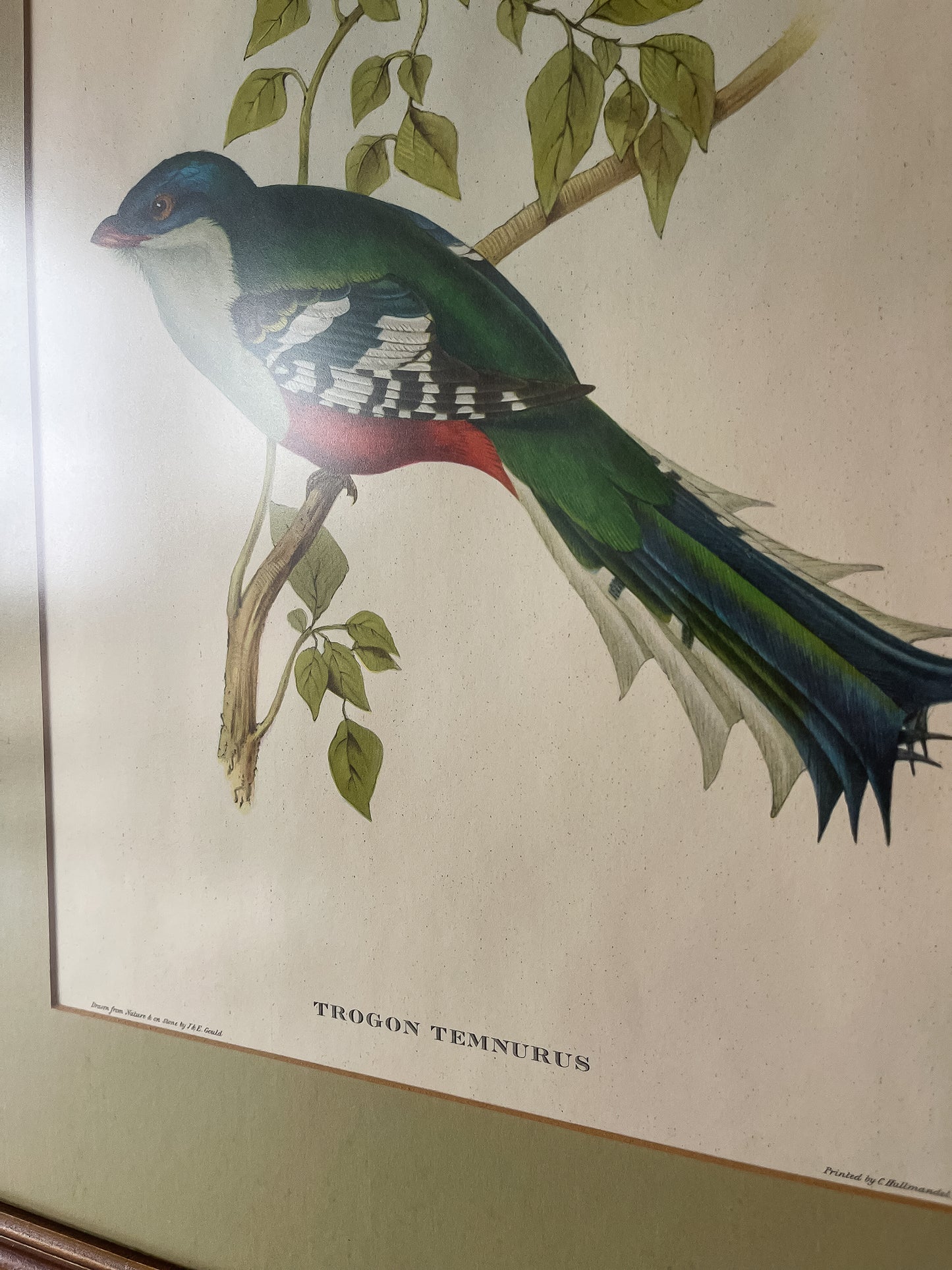 Framed Bird Illustration, Cuban Trogon