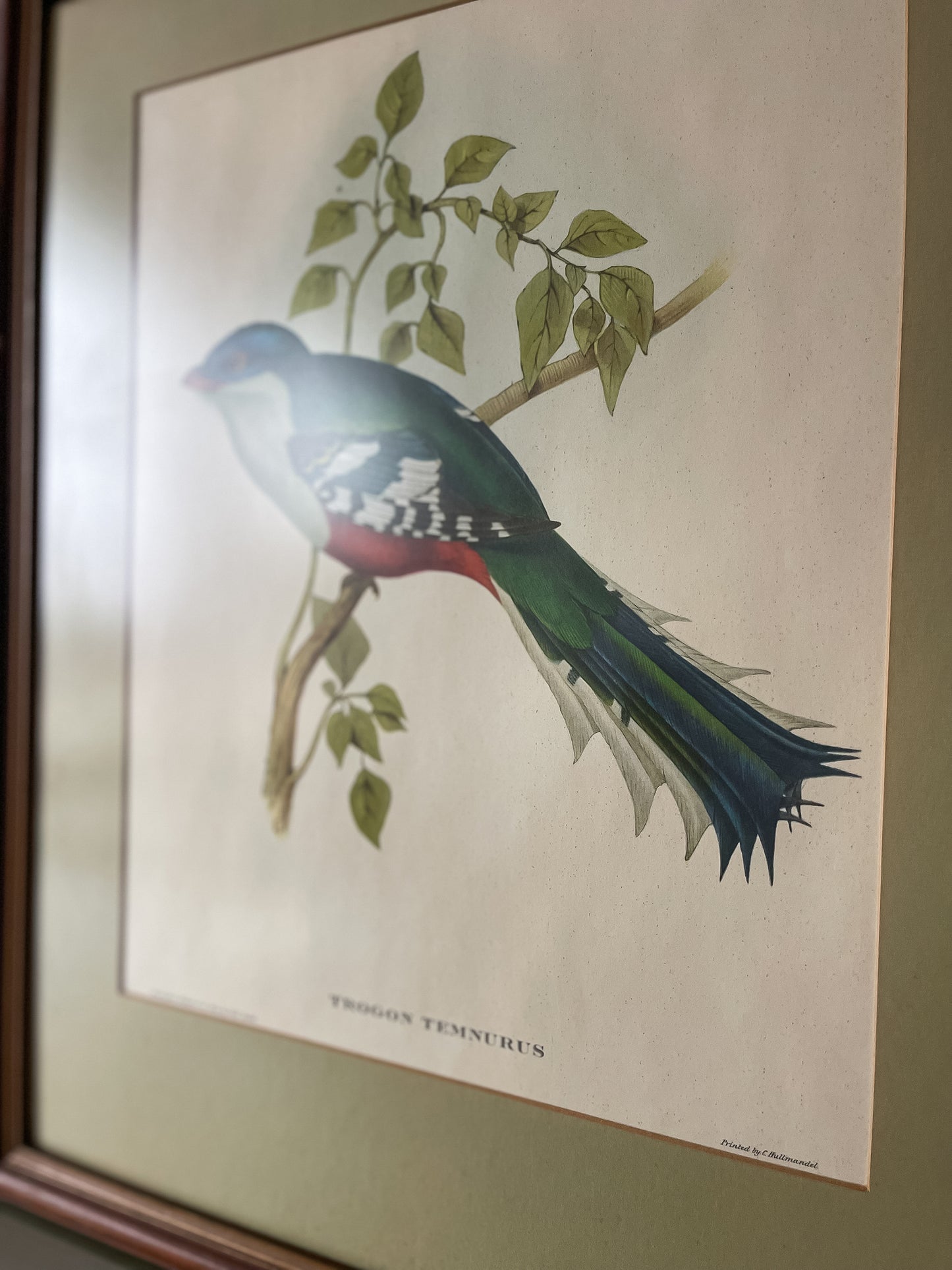 Framed Bird Illustration, Cuban Trogon