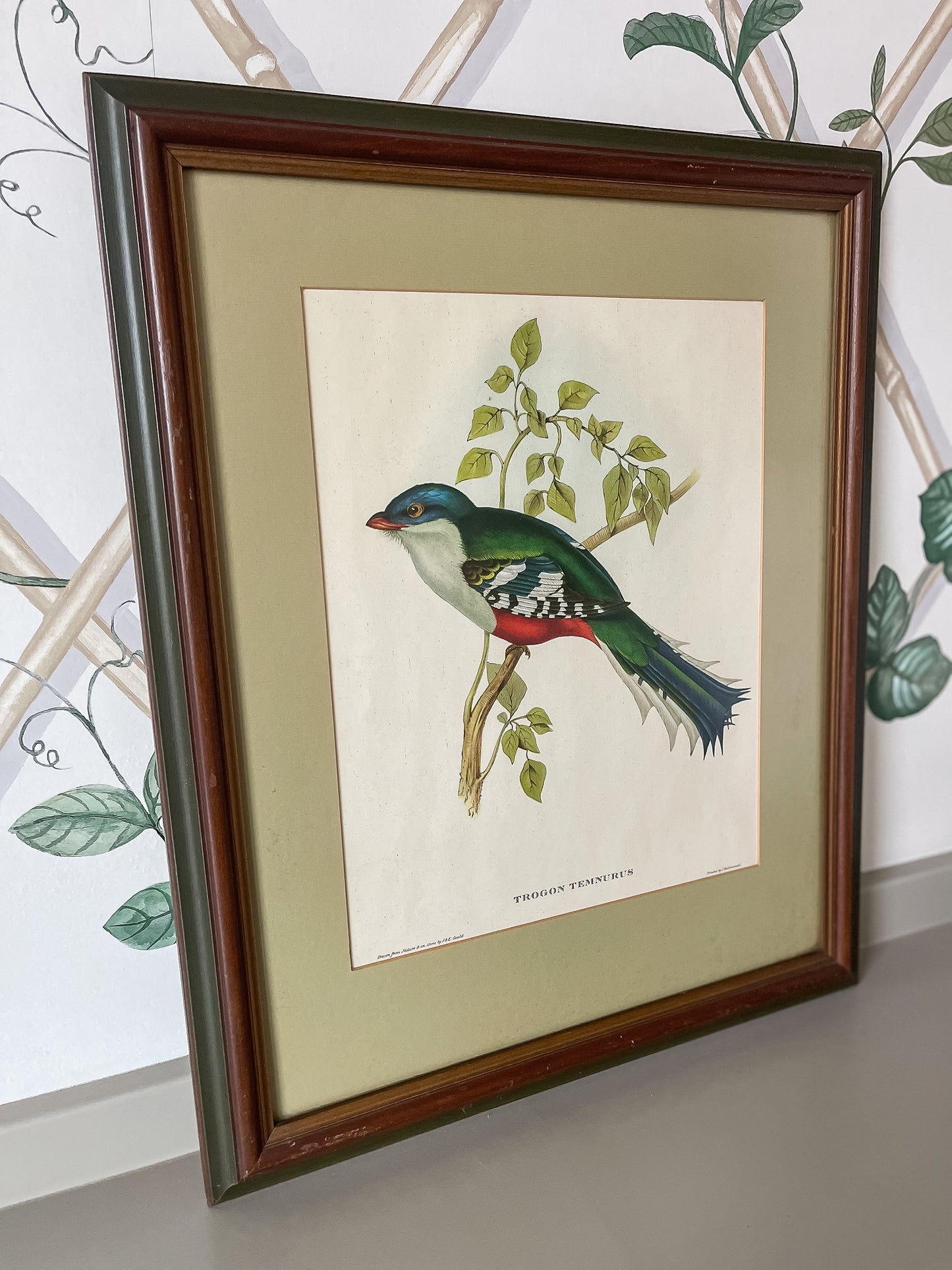 Framed Bird Illustration, Cuban Trogon