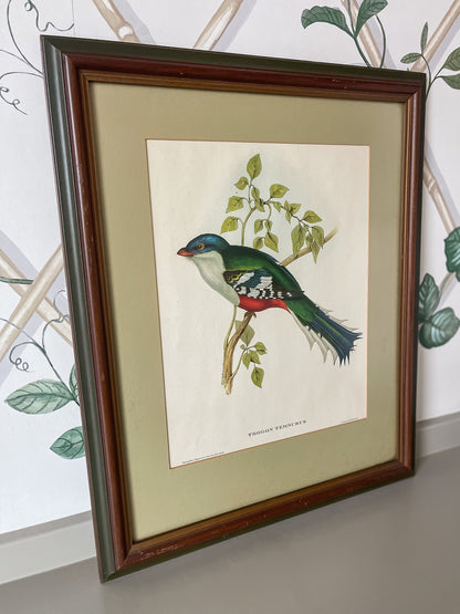 Framed Bird Illustration, Cuban Trogon