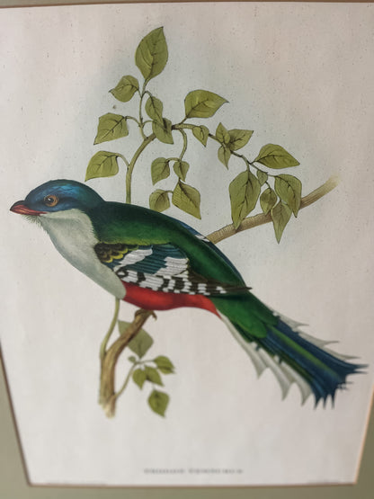 Framed Bird Illustration, Cuban Trogon