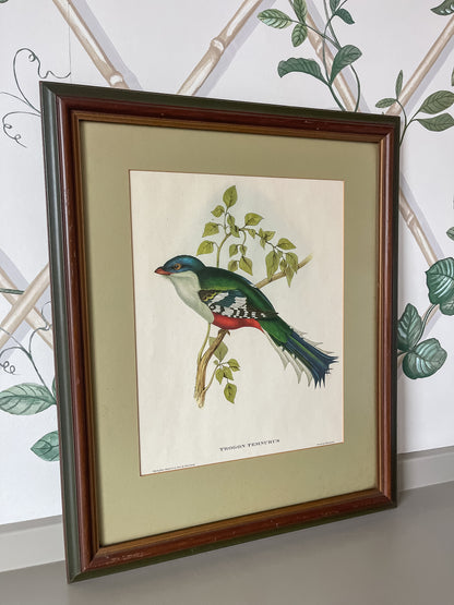 Framed Bird Illustration, Cuban Trogon