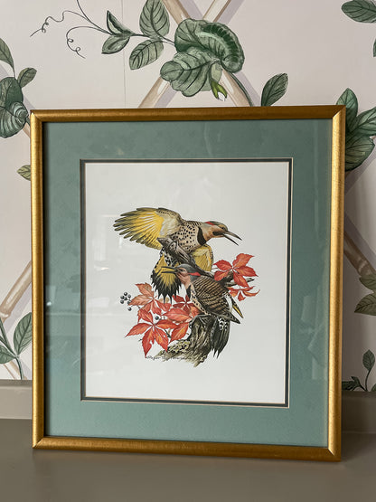 Framed Bird Illustration, Northern Flicker