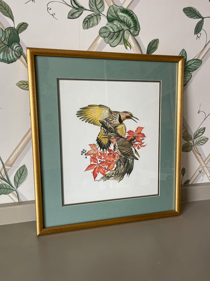 Framed Bird Illustration, Northern Flicker