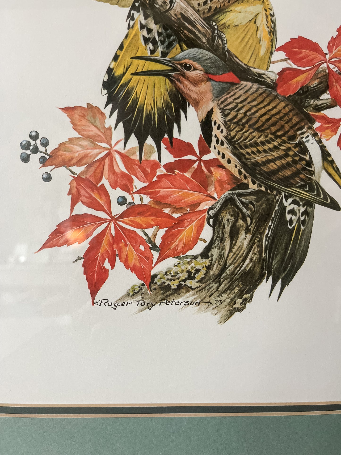 Framed Bird Illustration, Northern Flicker