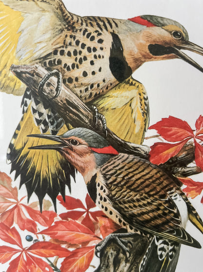 Framed Bird Illustration, Northern Flicker