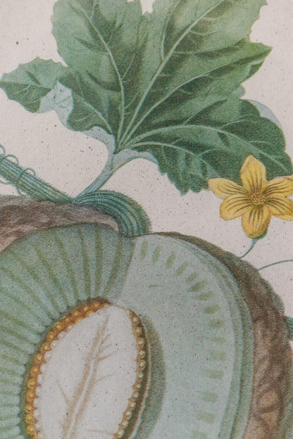 Brookshaw Melon Vintage Print