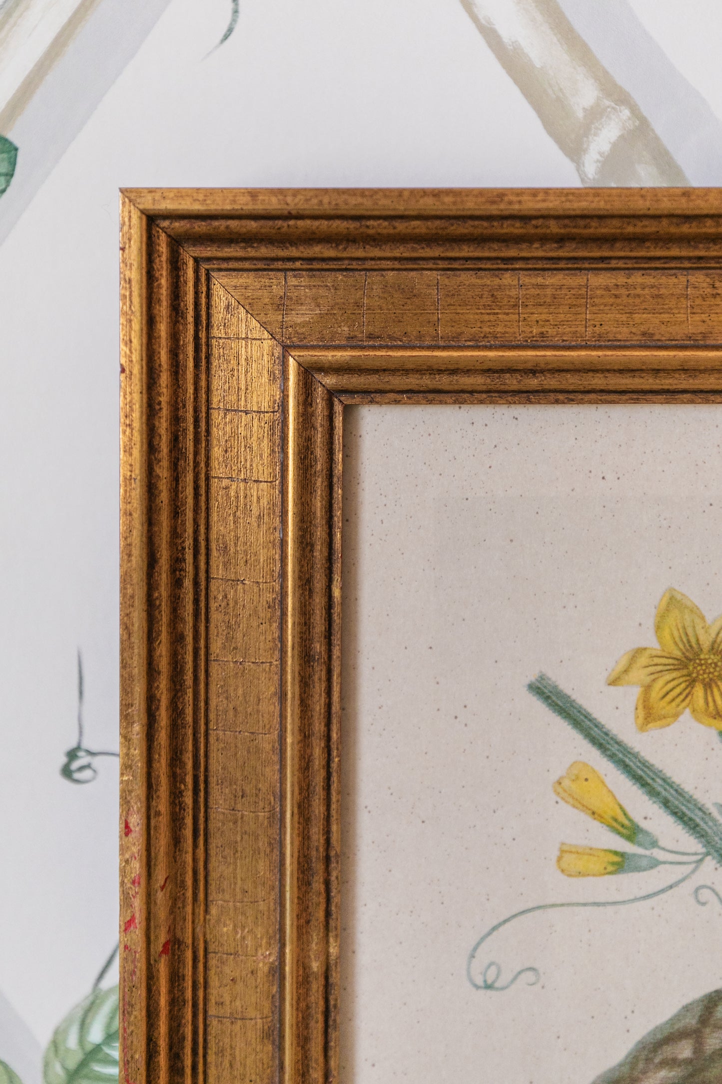 Brookshaw Melon Vintage Print