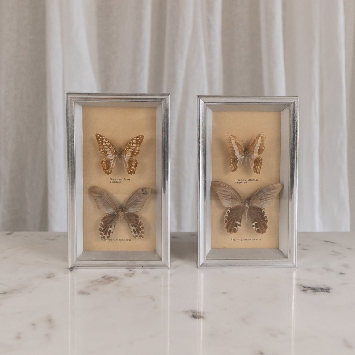 Framed Butterflies