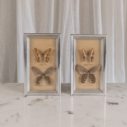 Framed Butterflies