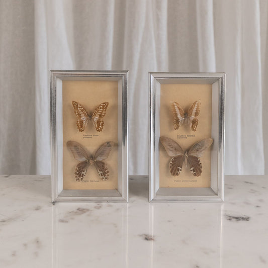 Framed Butterflies