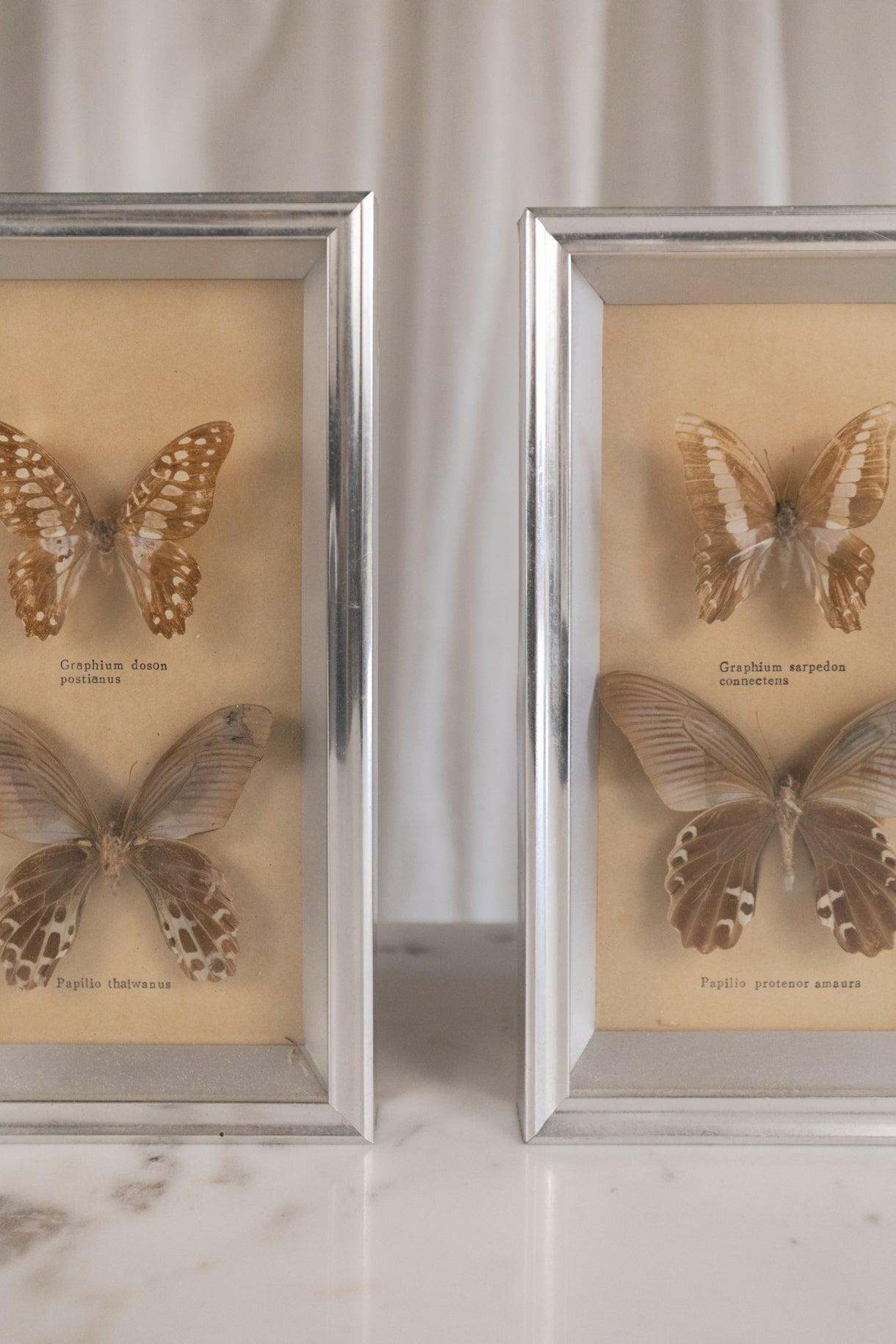 Framed Butterflies