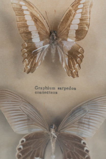 Framed Butterflies