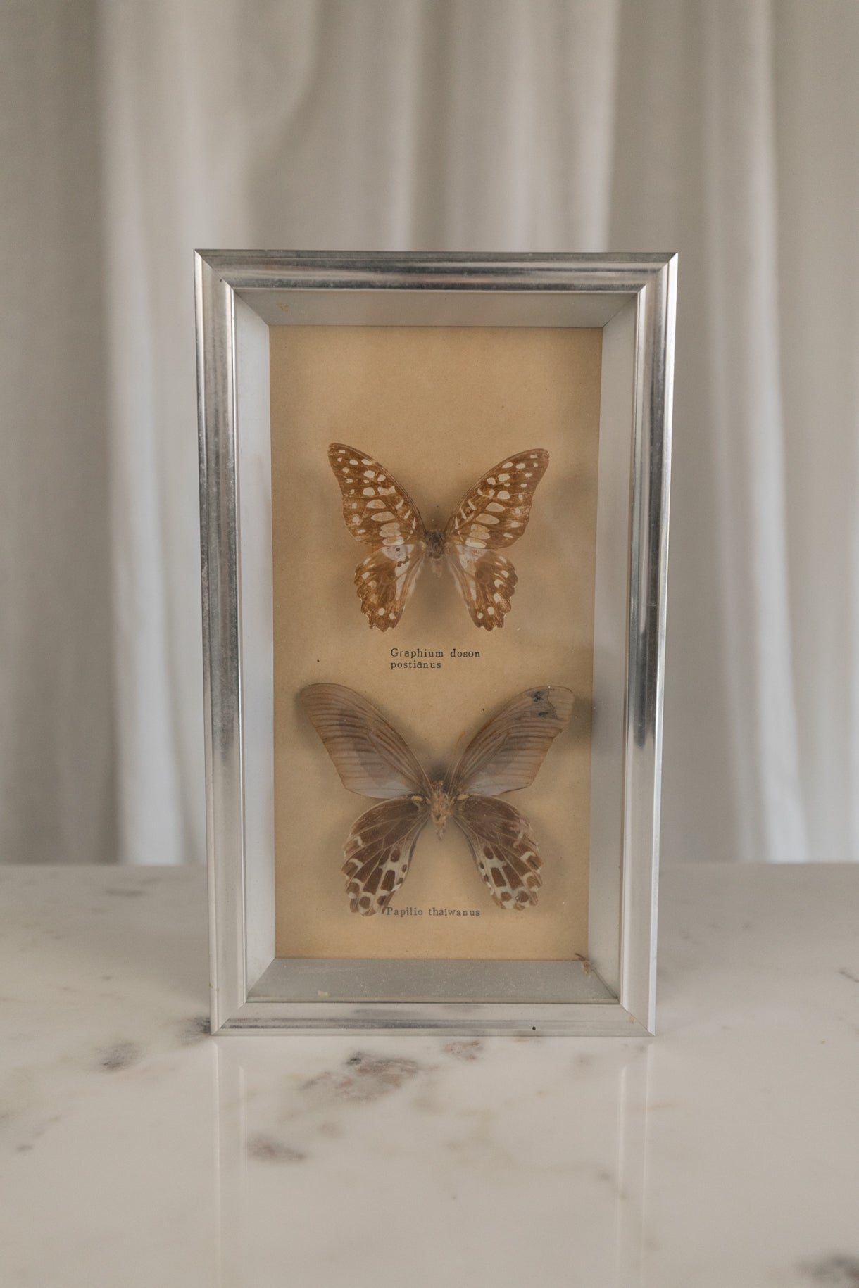 Framed Butterflies