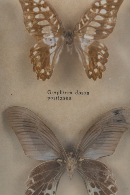 Framed Butterflies