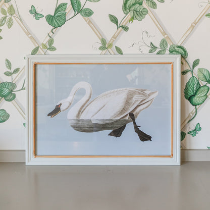 Framed Swan Print