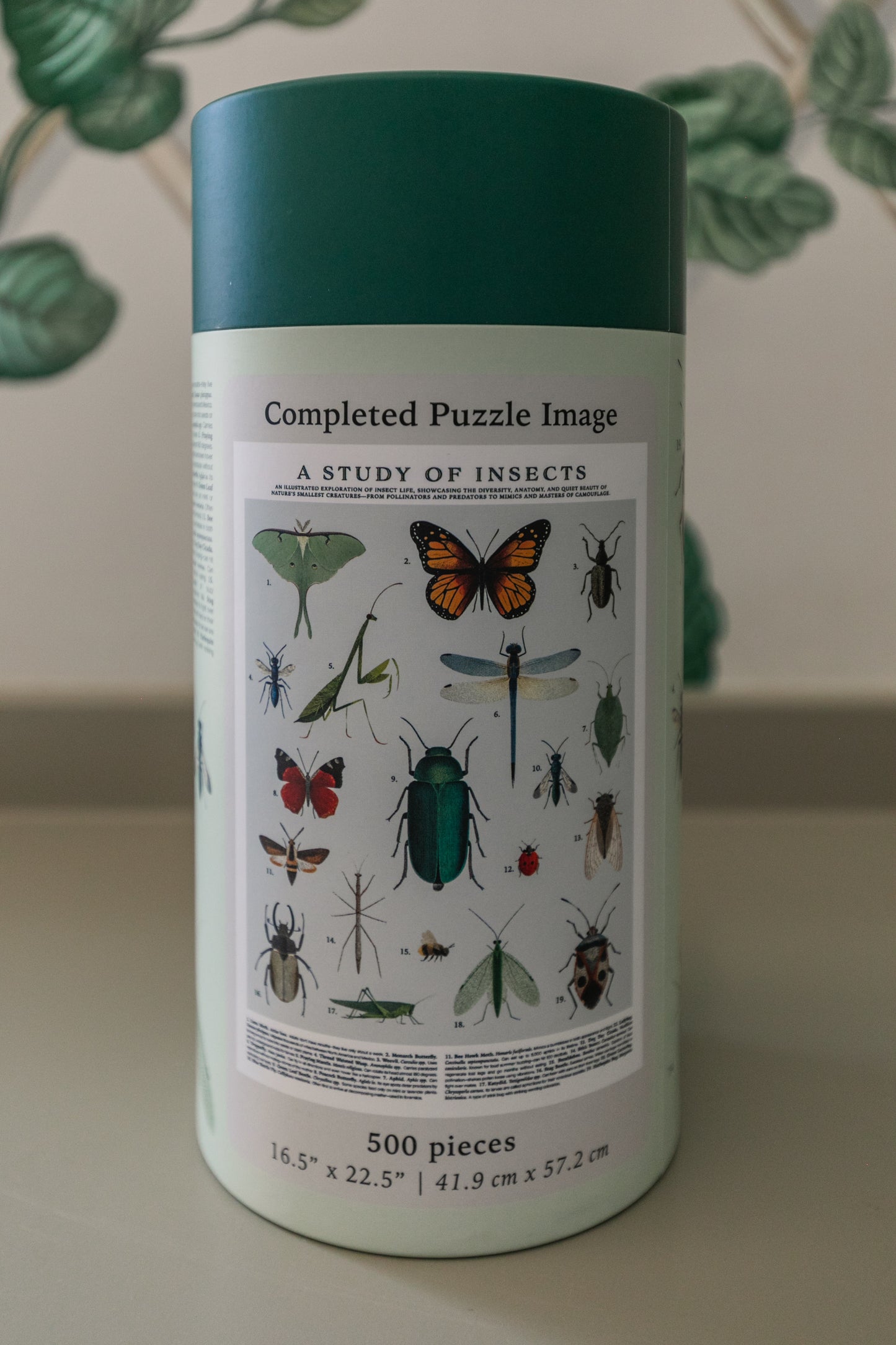 Insects Puzzle