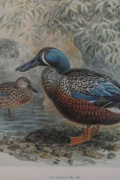 Duck with Painted Burl Matting